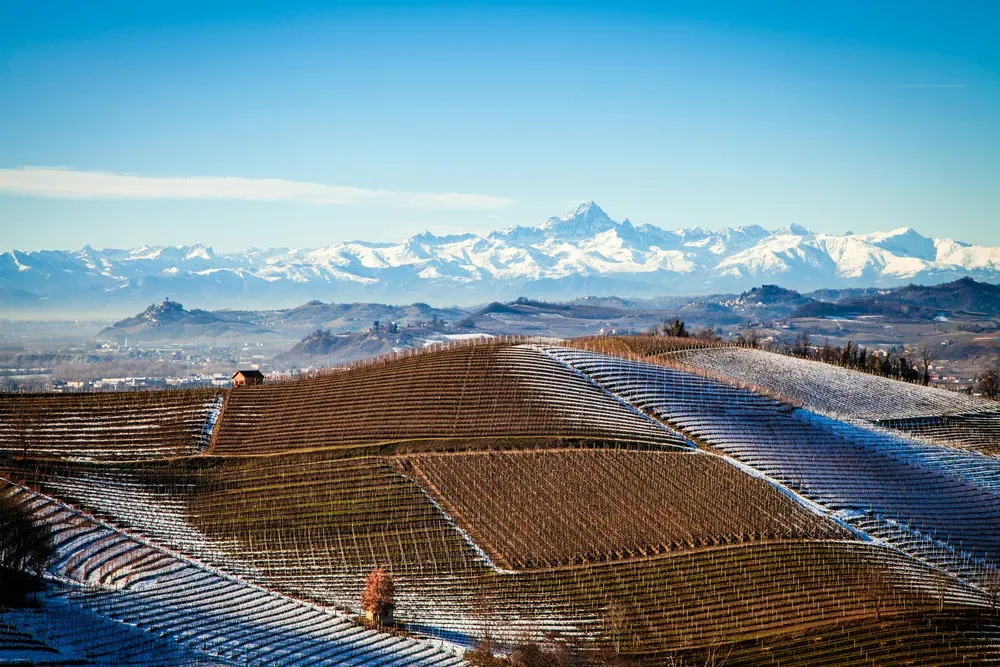 Snowy winter landascape of vines with moutains in the background