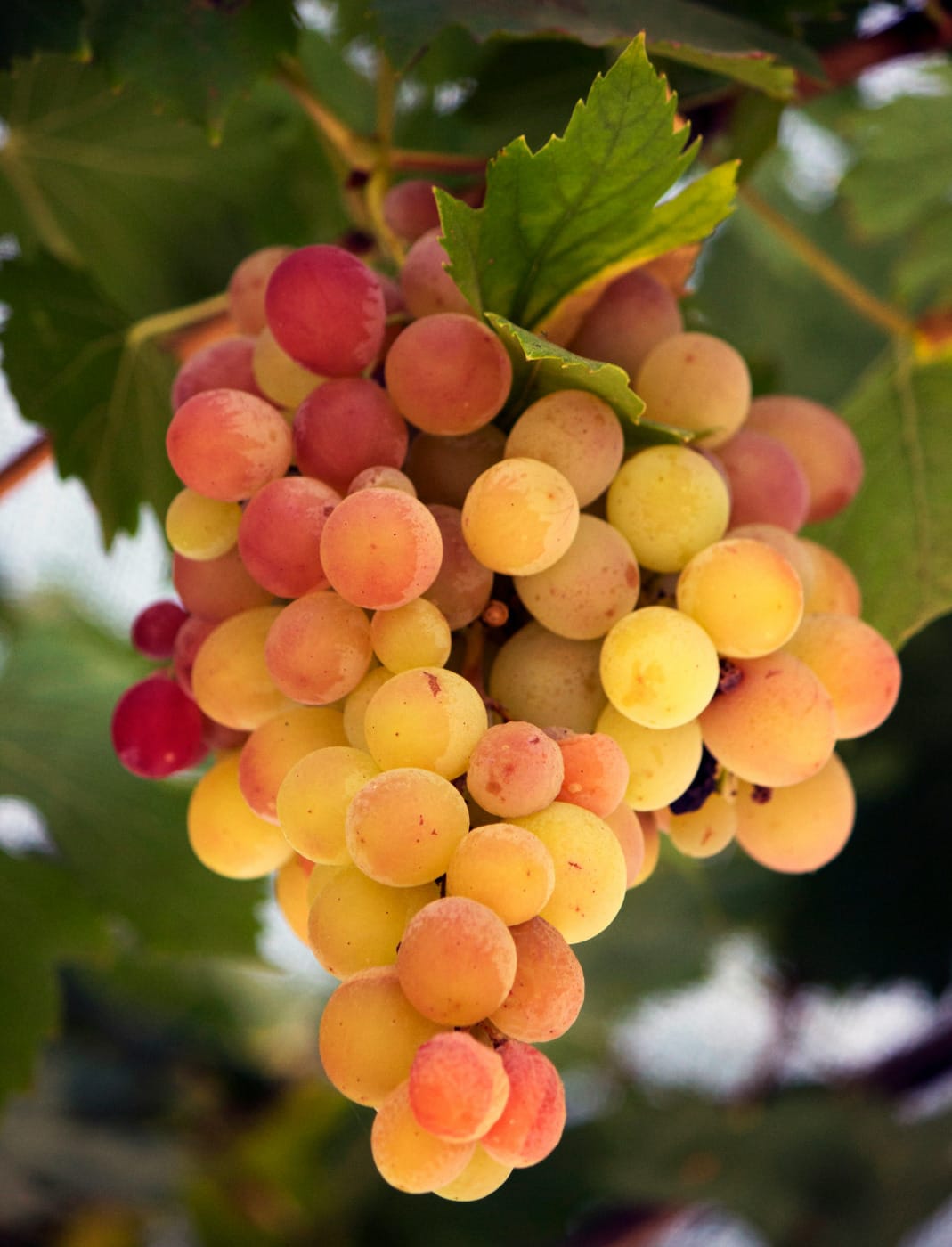 Grapes