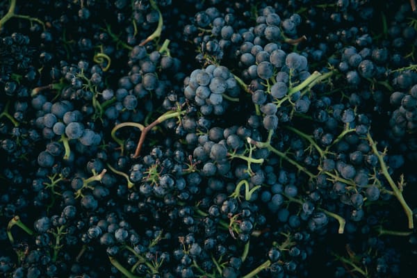 Pinot Noir Explained: Taste, Regions, Pairings and Wines to Try