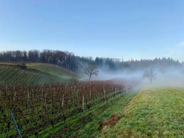 Foggy Vines Valley