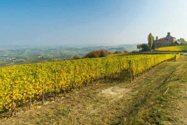 Vines landscape of Barolo