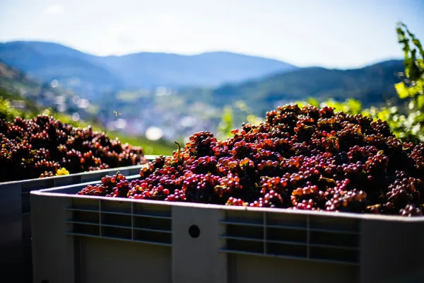 Pinot Grigio grapes